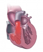 CARDIOLOGIA - VETERINARI ASNAGHI & ANSELMI