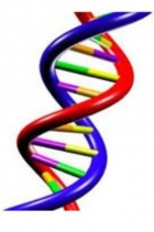 DEPOSITO DNA E TEST GENETICI - VETERINARI ASNAGHI & ANSELMI